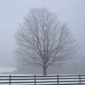 Fog Tree
