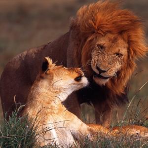 Lovers' Lament