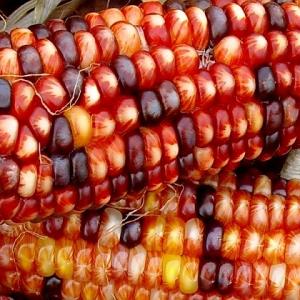 Corny Reflections