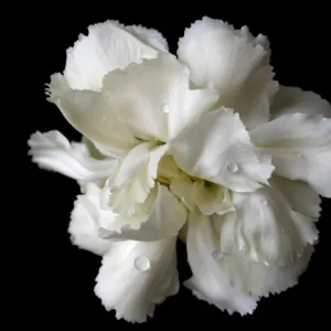 Black & White in Colour