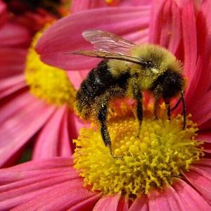 Bee&#39;s Life