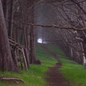 Mystical Forest
