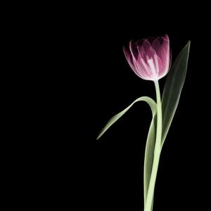 Flower 1-1