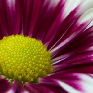 Purple & White Mum
