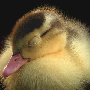 Slumbering Duckling