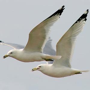 Tandem Flight