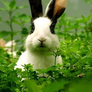 Confused Rabbit