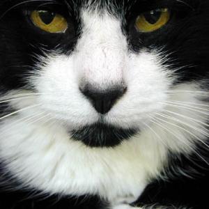 Top Cat