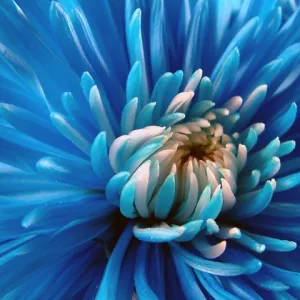 Blue Dahlia