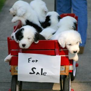 For Sale