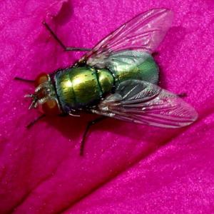 The Fly