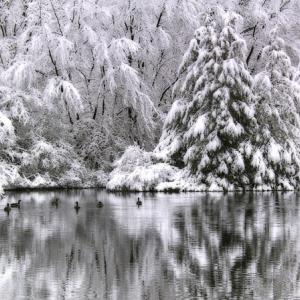 Reflections of Winter