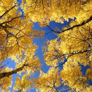 Golden Aspens