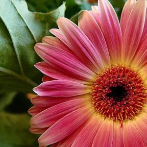 Pink Macro