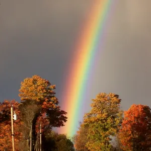 Rainbow Foliage