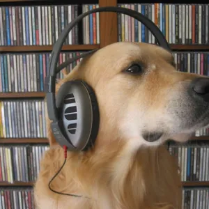 Audio Dog