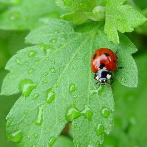 Summer Rain