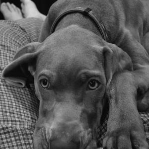Lap Dawg