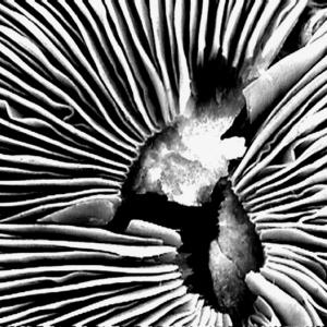 Fungii
