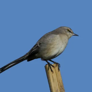 I Hear a Mockingbird Singing