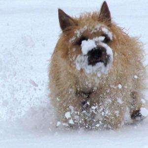 First Snow
