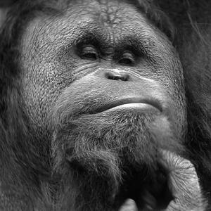 The Thinker