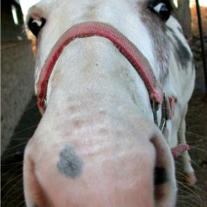 A Big Kiss!