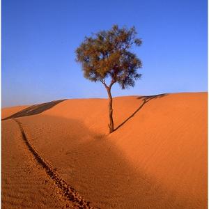 Dune