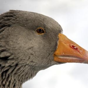 Mother Goose