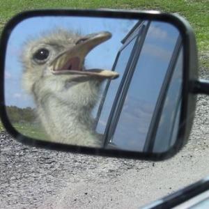 Road Rage