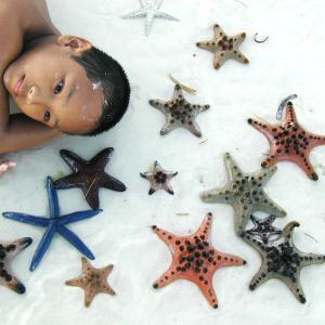 Dreaming of Stars