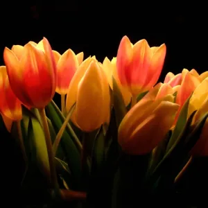 Decorative Tulips