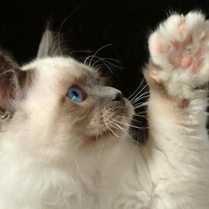 High Five !!