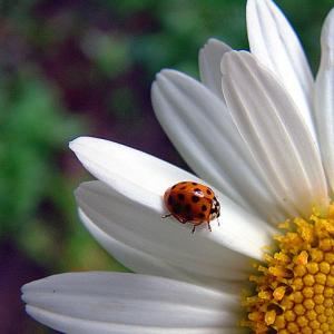 Daisy and Friend