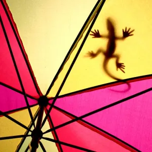 Lizrad On Umbrella