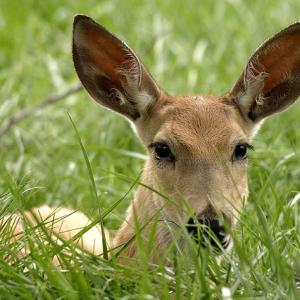 Fawn