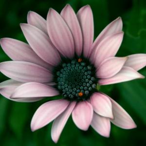 Daisy