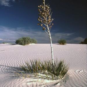 White Sands