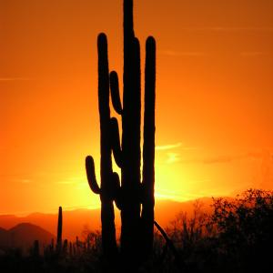 Arizona Sunset