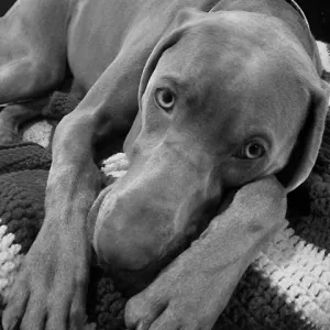 Weim