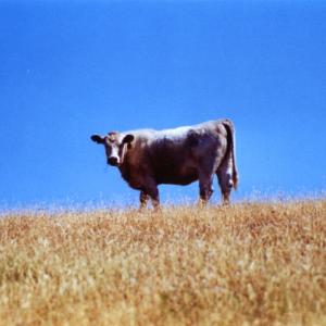 A Happy Cow