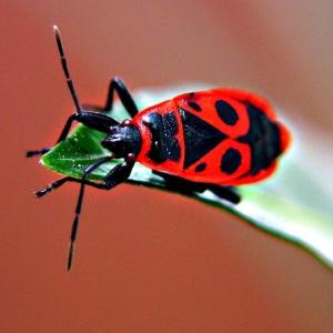 Bug on a Leaf
