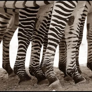 Zebra Legs