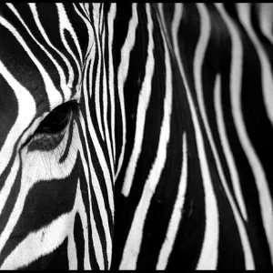 Abstractive Zebra