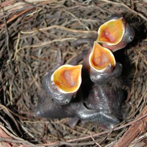 Hungry Babies