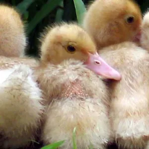 Not So Ugly Ducklings