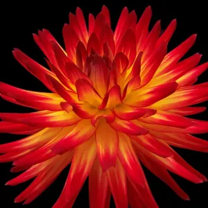 Western Spanish Dancer