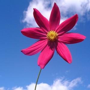 Cosmos Blossom
