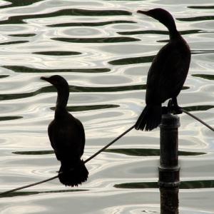 Birds on a Wire