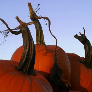 Dance of the Pumpkins